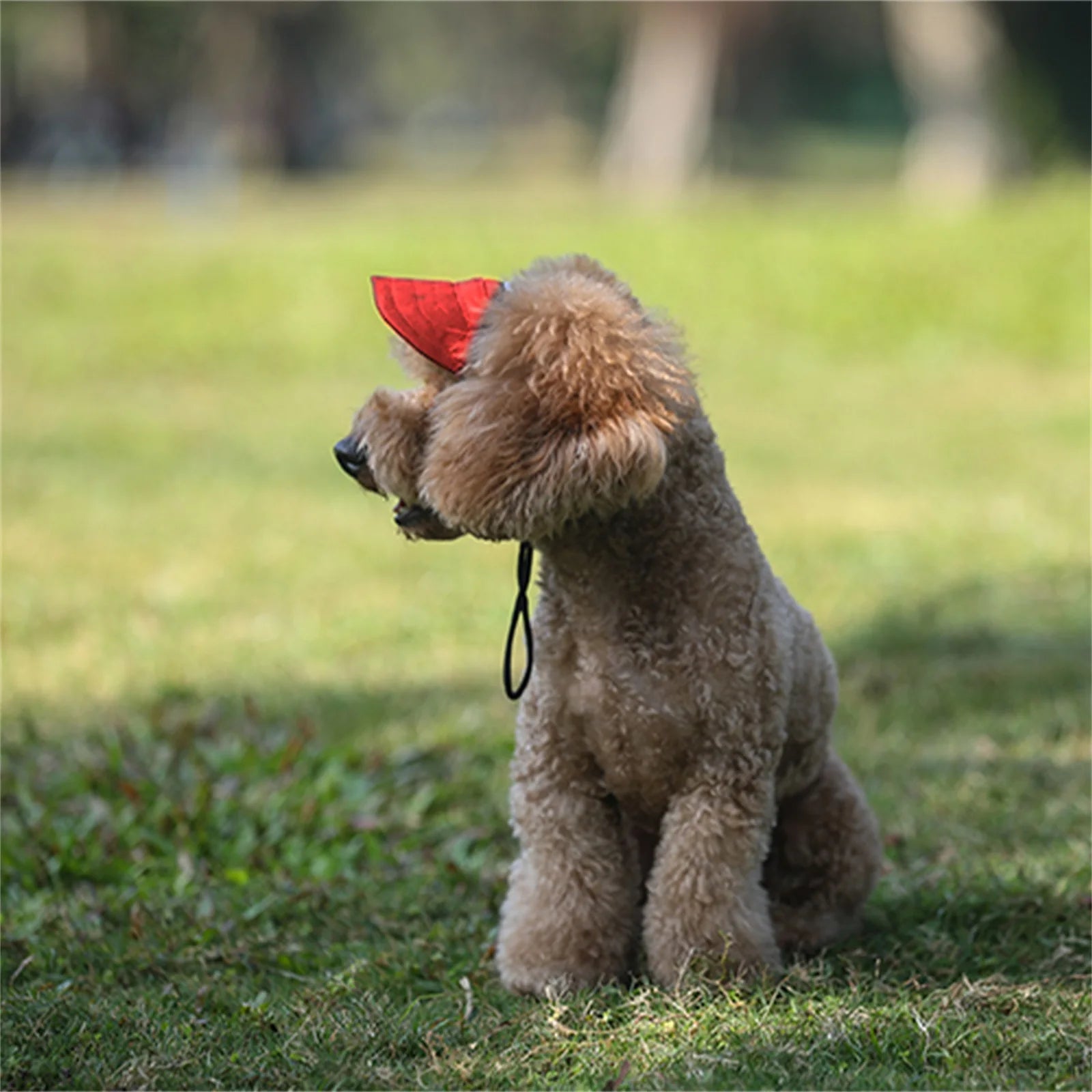 Pet Sun Cap